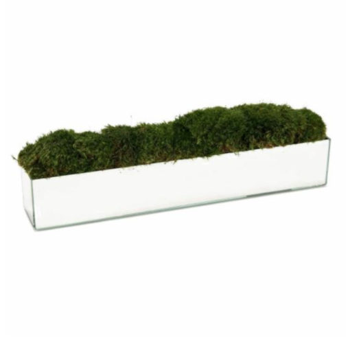 Natural Green Moss Mound in Mirrored Container 1