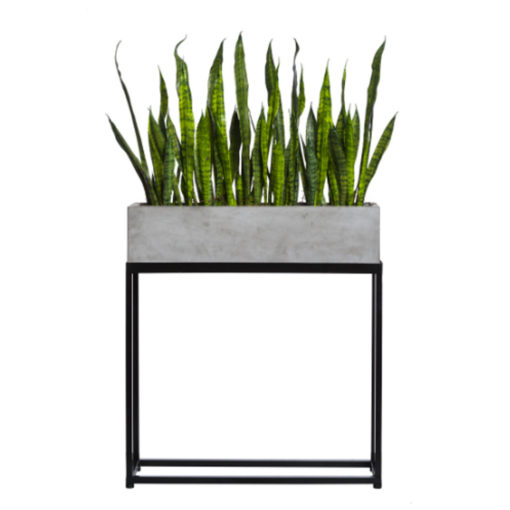 Snake plant in rectangle plant stand