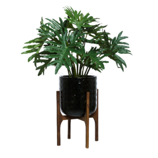 Selloum in Black Textured Plant Stand 1