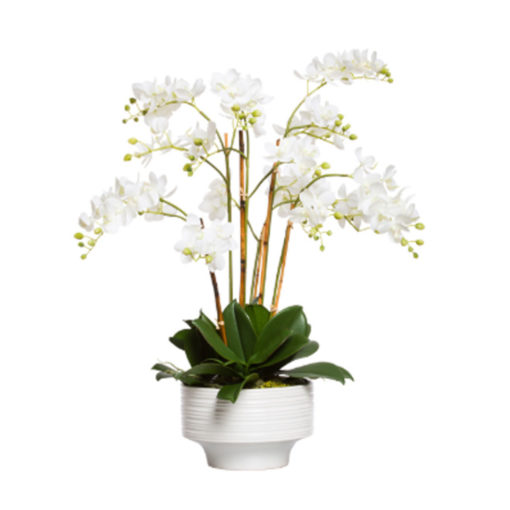 White Mini Phal in White Pot 1