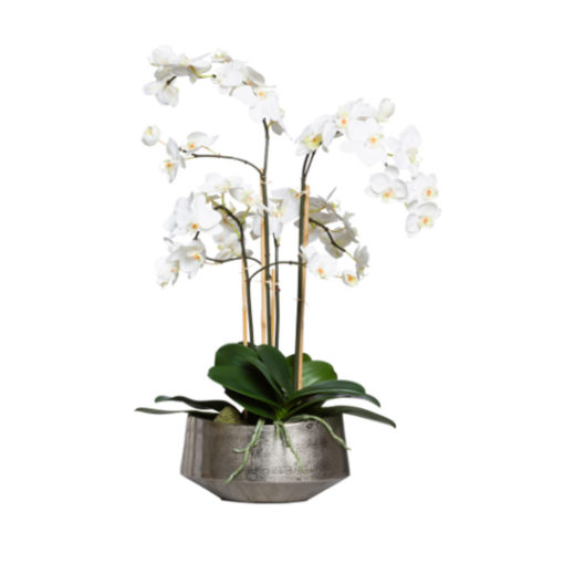 White Phal in Silver Oval