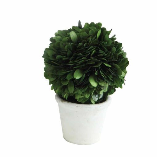 Preserved Boxwood Topiary 1