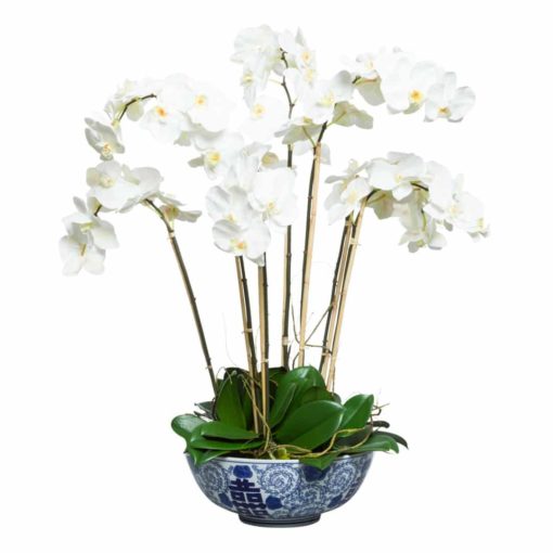 White Phal in Blue and White Pot 1