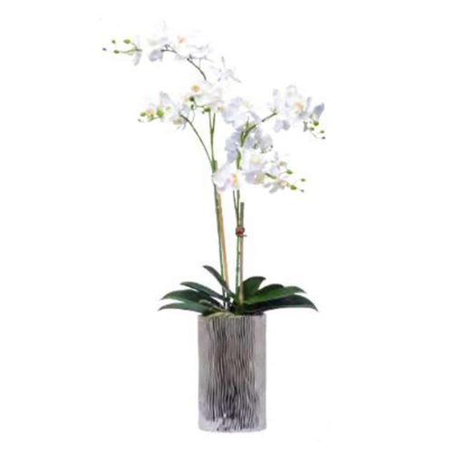 White Wild Mini Phal in Tall Silver Cylinder 1