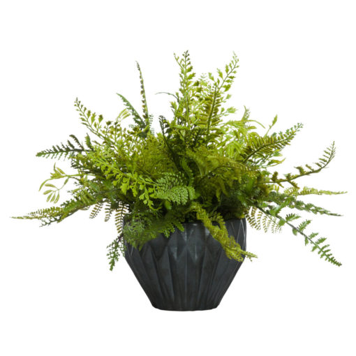 Mixed Fern in Black Pot 1