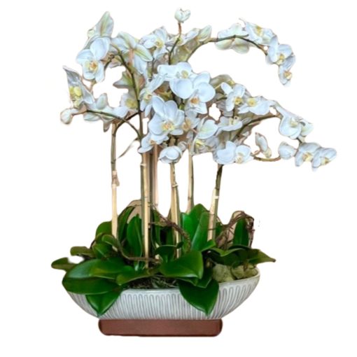 White Phal in White Oval Pot 1