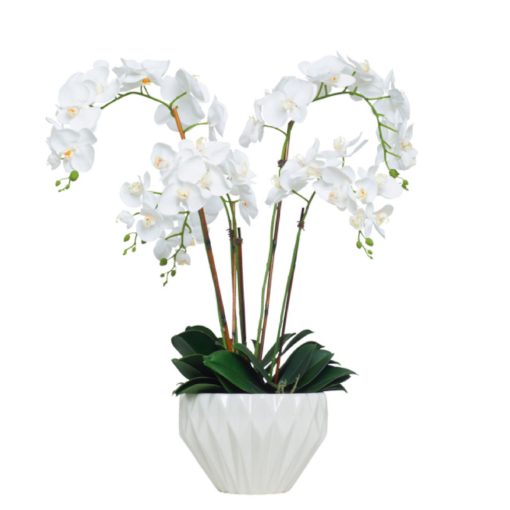 White Phal in Small White Copped Bowl 1
