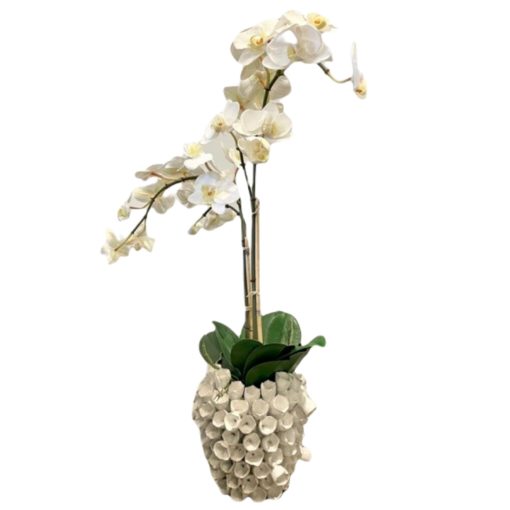 White Phal in Small White Barnacle Vase 1