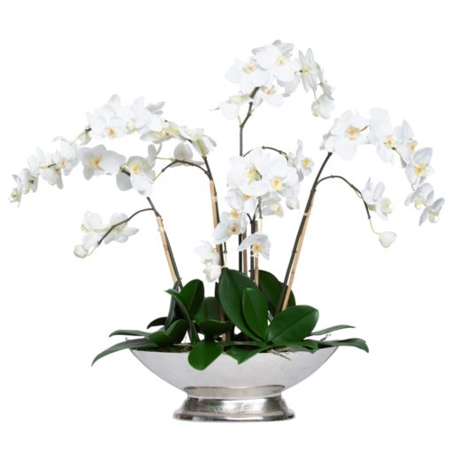 White Phal in Small Silver Compote 1