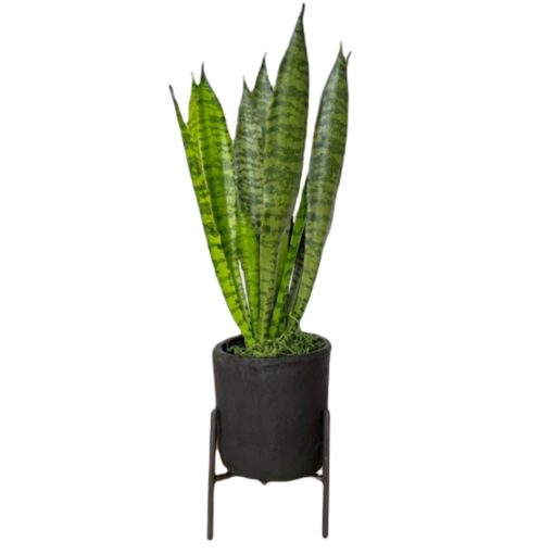 Snake Plant in Small Black Cement Planter