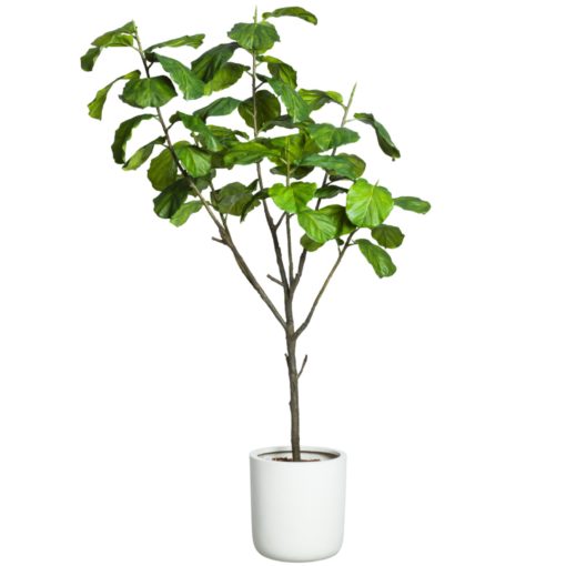 Fiddle Fig Tree in Small White Sandstone Cylinder Container 1