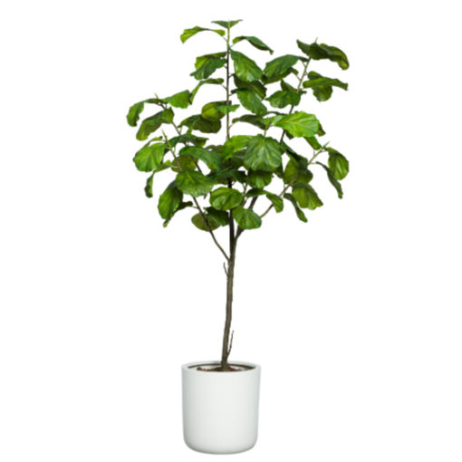 8' Fiddle Leaf Tree in white container. 1