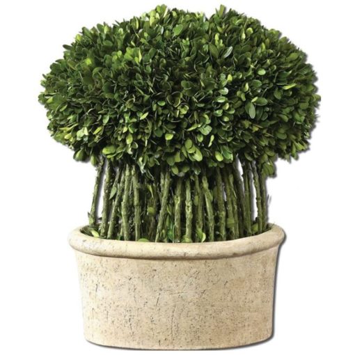Preserved Boxwood Willow Topiary. 1