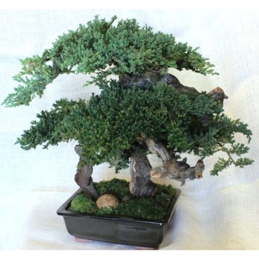 Preserved Japanese Bonsai in Container