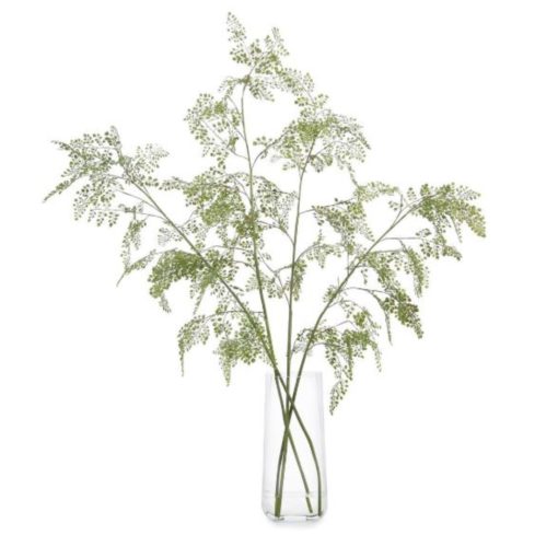 Branches of Maidenhair Fronds in Narrow Vase
