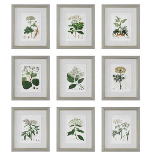 Antique Botanicals Framed Prints Set of 9 1